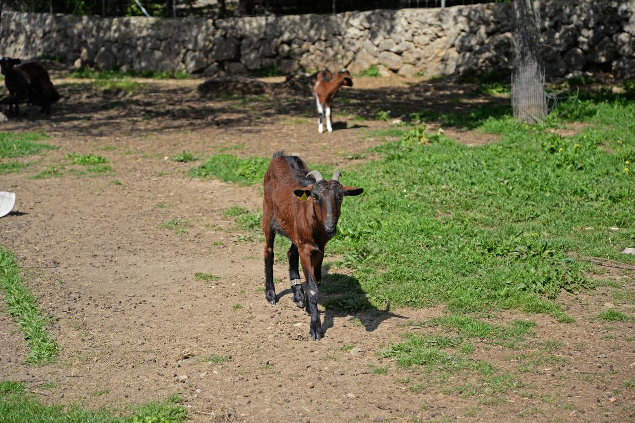 Finca - Agroturisme Sa Parellada Otel Binibona Dış mekan fotoğraf