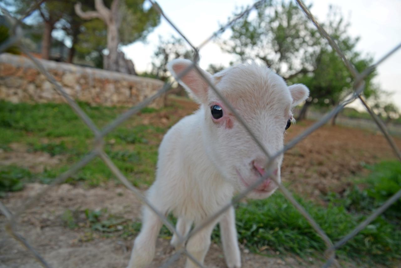 Finca - Agroturisme Sa Parellada Otel Binibona Dış mekan fotoğraf